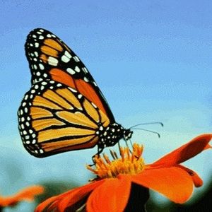 Meet your Posher, Britt